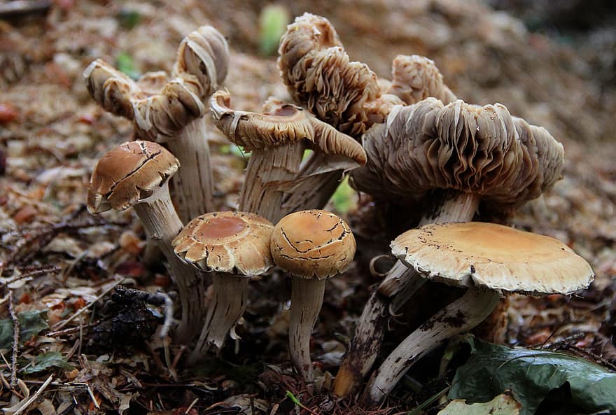 houby, spory, podzim, věda o houbách, jedovatý