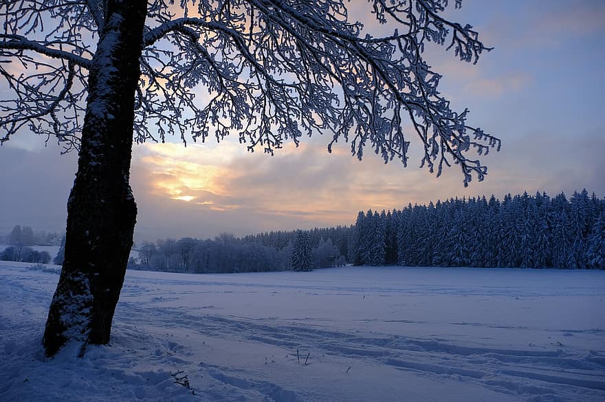 téli, tájkép, hó, fák, télies, havas, hideg, téli varázslat, hangulat, világítás