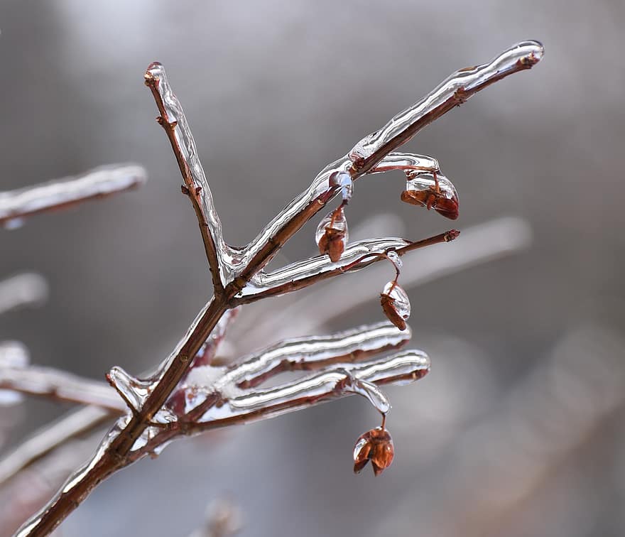 جليد ، فرع شجرة ، طبيعة ، البرد ، زي