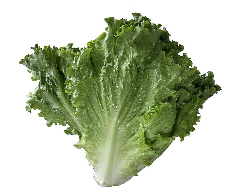 Lettuce Isolated, Agriculturebackground, Botany, Calories, Closeup, Dieting, Drink, Eating, Food, Fresh, Freshness