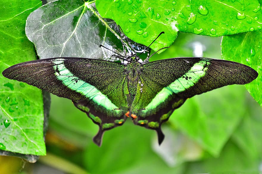 motýl, barva, létající hmyz, křídla, zvíře, tropický motýl