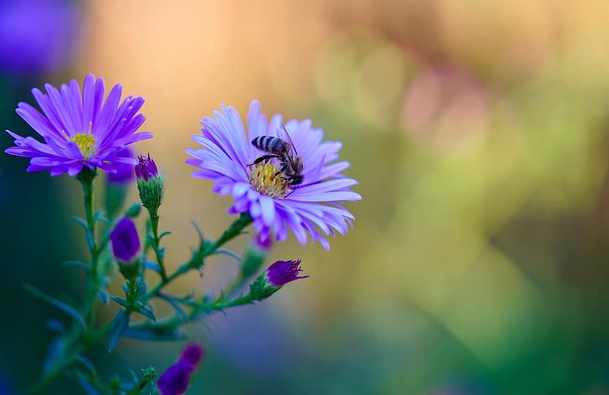 бджола, бутони, квіти, комаха, медоносна бджола, запилення, айстри, фіолетові квіти, пелюстки, цвітіння, квітуча рослина
