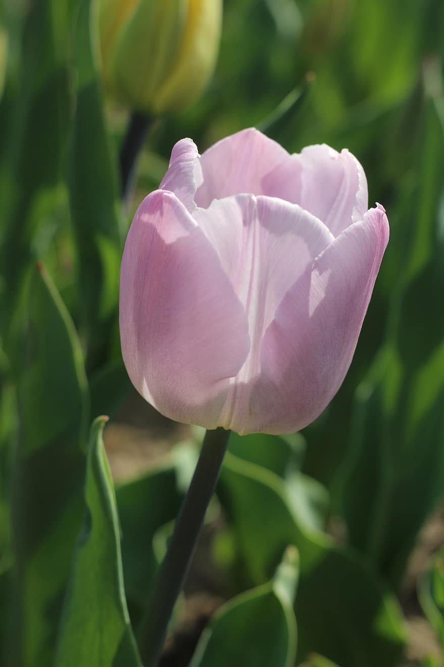 tulipan, pink tulipan, lyserød blomst, blomst, have, natur, forår, plante, blomsterhoved, kronblad, sommer