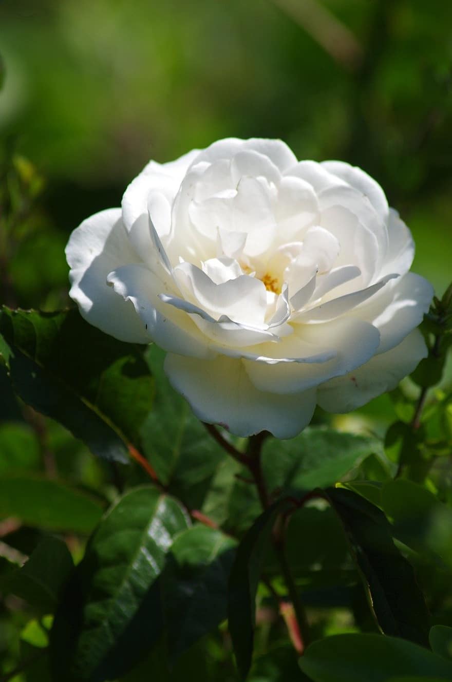 Rose, hvid rose, hvid blomst, blomst, flora, have, natur, havebrug, Busk, blad, tæt på