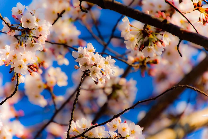 květiny, jaro, Třešňový květ, Příroda, květ, sezónní, Japonsko, makro, okvětní lístky, větev, sezóna