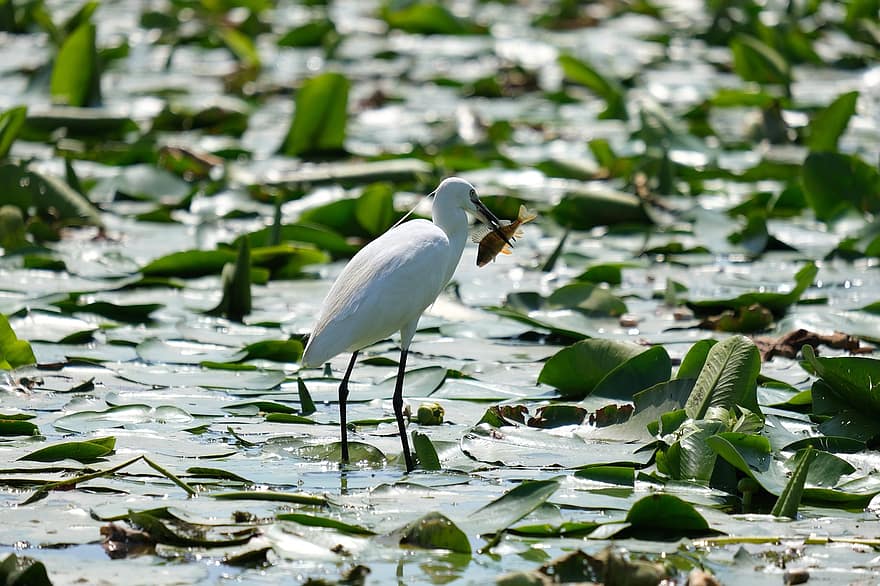 egreta petita, ocell, peix, pantà, llac, estany, fulles, plantes, observació d'aus, conservació, delta del Danubi