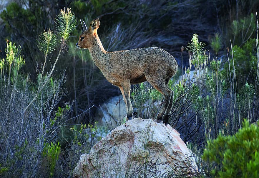 Klipspringer, antilope, animal, petit mâle, Oréotage, herbivore, mammifère, faune, Roche, région sauvage