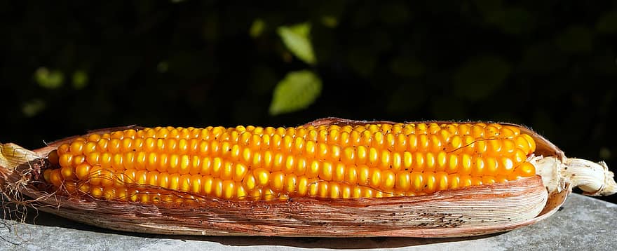 maíz, granos de maíz, comida, elote, cosecha, Produce, crudo, sano, grano de cereal