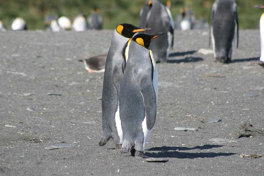 pingüins, rei pingüí, antarctica