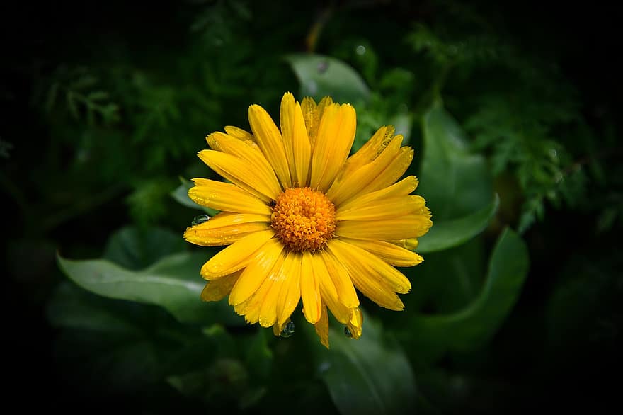 Cape Marigold, Flower, Plant, Daisy, Petals, Dimorphotheca Sinuata, Yellow Flower, Bloom, Blossom, Flora, Garden