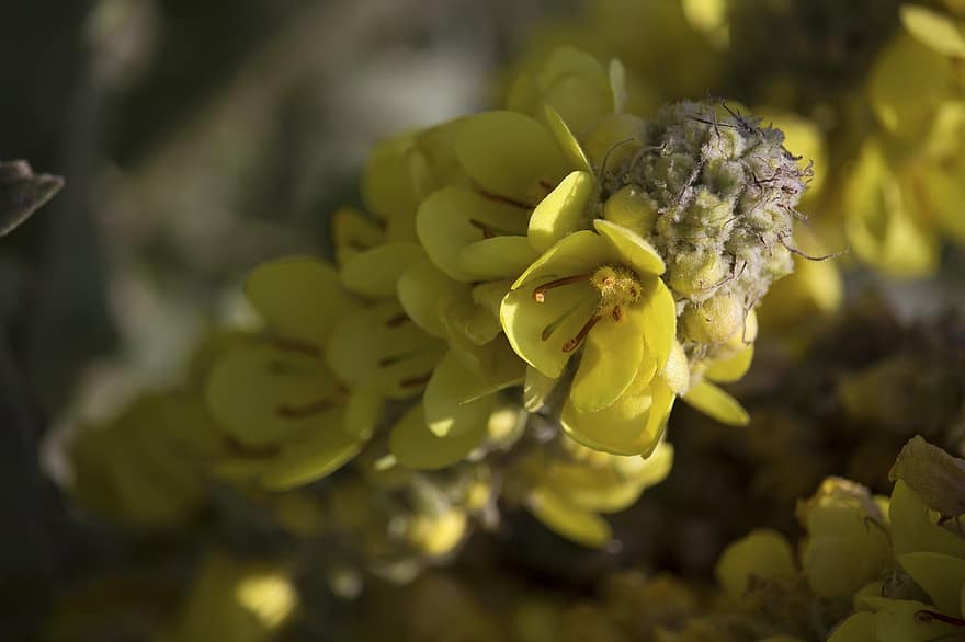 Mullein, Flowers, Yellow Flowers, Petals, Yellow Petals, Bloom, Blossom, Flora, Plants, Nature, close-up