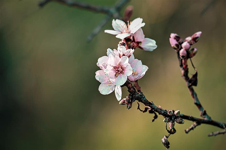 sakura, květiny, třešňové květy, bílé okvětní lístky, okvětní lístky, květ, flóra, jarní květiny, Příroda, detail, jaro