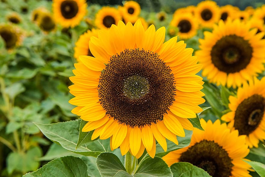 bunga matahari, bidang bunga matahari, taman bunga matahari, bunga-bunga, mekar, berkembang, bunga kuning, menanam, tanaman berbunga