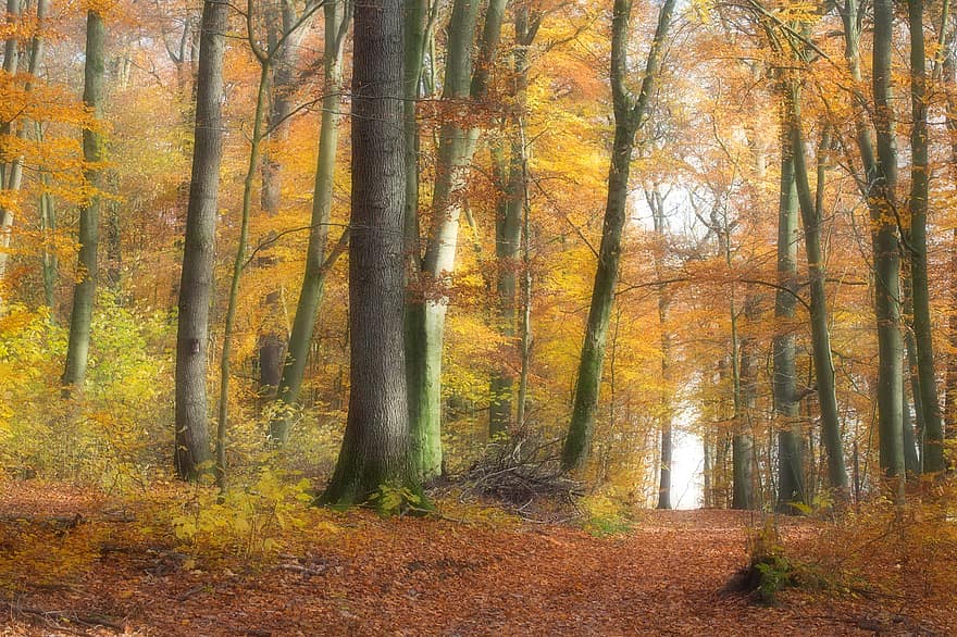miškas, takas, rudenį, kelias, medžiai, ruduo, rudens spalvos, lapai, lapija, miškai, kraštovaizdį