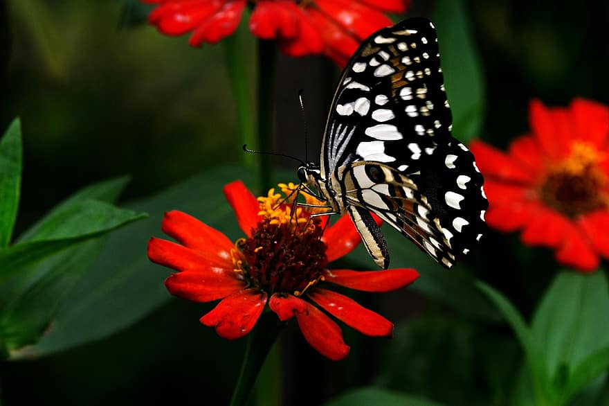 πεταλούδα, λουλούδι, γονιμοποιώ άνθος, γονιμοποίηση, έντομο, φτερωτό έντομο, πεταλούδα φτερά, ανθίζω, άνθος, χλωρίδα, πανίδα