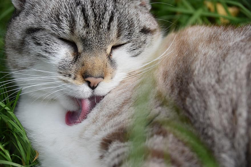 Cat, Cat Grooming, Rough Tongue, Pussy, Puss, Animal, Feline, Nature, Carnivore, Predator, Whiskers