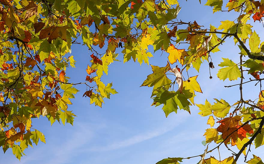 кленовые листья, ветви, падать, осень, кленовый, листья, Осенние листья, листва, дерево, завод, природа