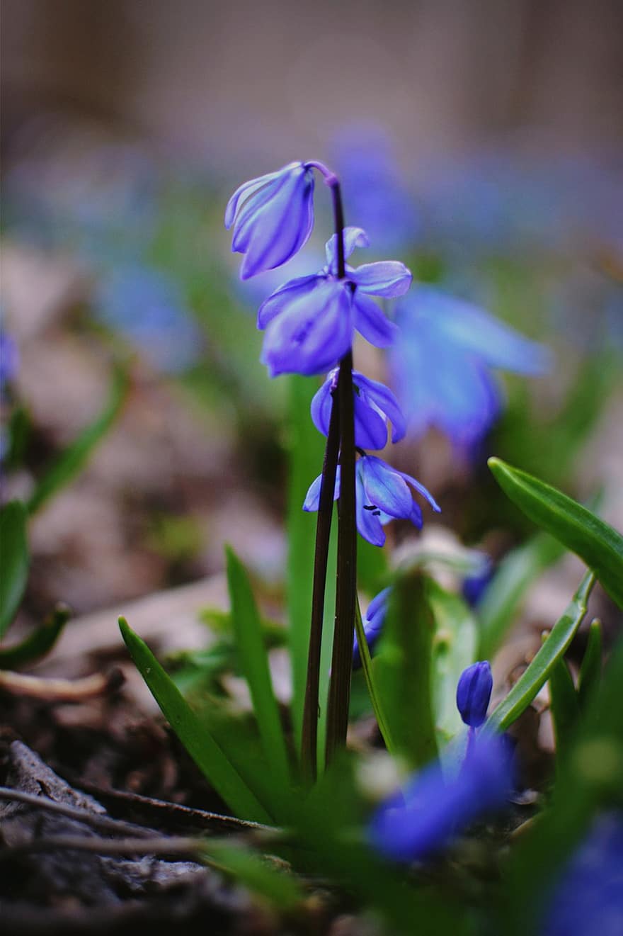 весна, Сцилла, фиолетовые цветы, деревянный пол, завод, крупный план, цветок, летом, зеленого цвета, пурпурный, головка цветка