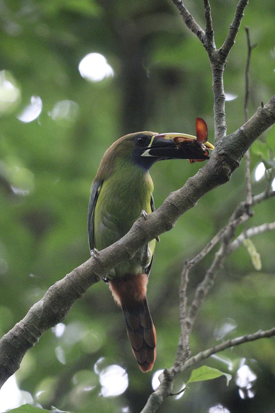 Toucan, Bird, Costa Rica, Rainforest, Nature, Avian, Wildlife, branch, beak, animals in the wild, feather