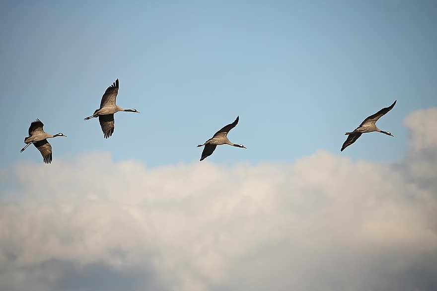 Cranes, Birds, Flying, Flock, Animals, Waterfowl, Wildlife, Plumage, Sky, Clouds, Ornithology