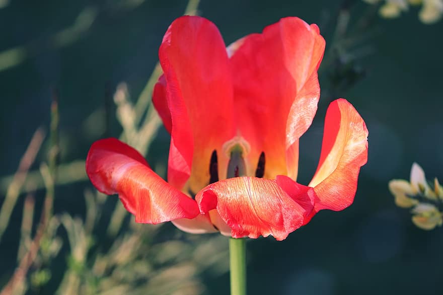 tulipa, pétalas, estames, Flor, flor, plantar, fechar-se, verão, cabeça de flor, pétala, folha