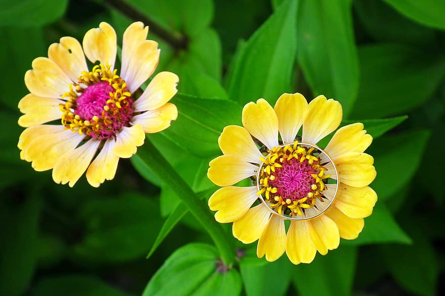 Zinnia, Flowers, Ring, Wedding Ring, Gold Ring, Yellow Flowers, Petals, Bloom, Blossom, Plant, Garden