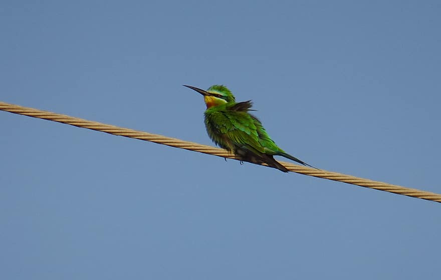 Bird, Bee-eater, Blue-cheeked, Merops Persicus, Meropidae, Migratory, Wildlife, Fauna, close-up, multi colored, beak