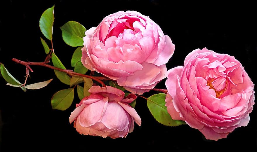 цветы, розовый, розы, душистый, расцветает, расположение, завод, сад