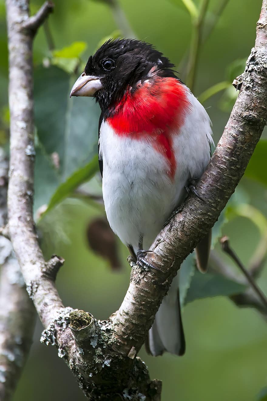 Cardinal à poitrine rousse, oiseau, perché, bouvreuil, animal, plumes, plumage, le bec, facture, observation des oiseaux, ornithologie