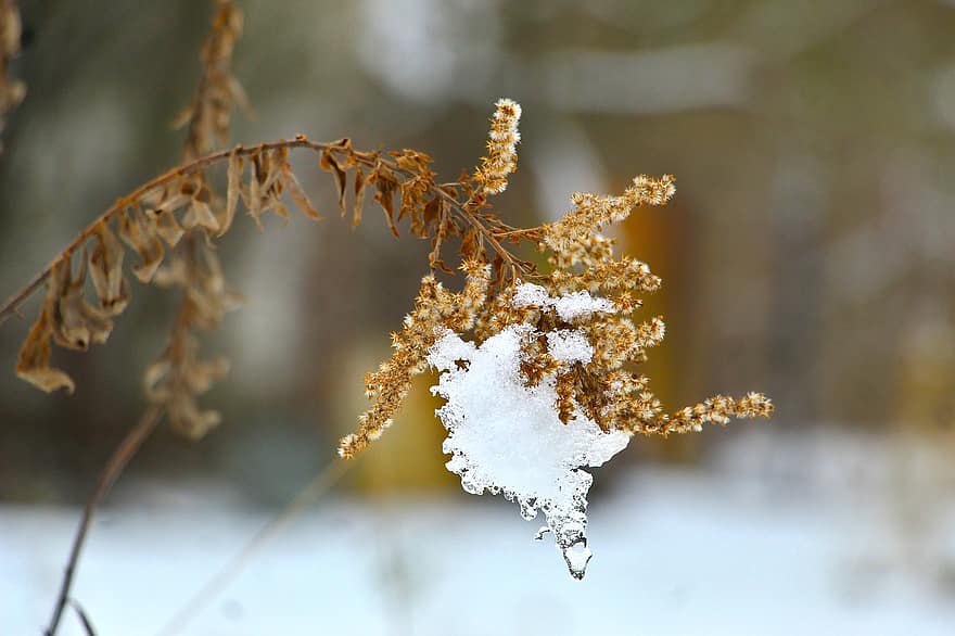 Plant, Nature, Snow, Winter, close-up, season, leaf, autumn, tree, branch, macro