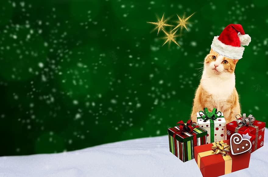 julekort, katt, gaver, gratulasjonskort, grønn, rød, gull, festlig, julemotiv, jul, postkort