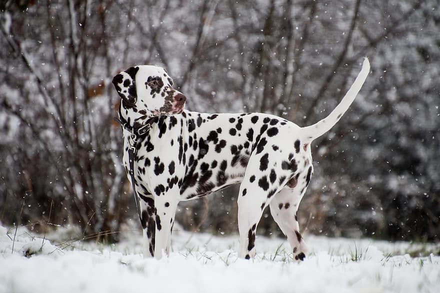далматински, куче, сняг, вали сняг, каишка, домашен любимец, животно, домашно куче, кучешки, бозайник, сладък