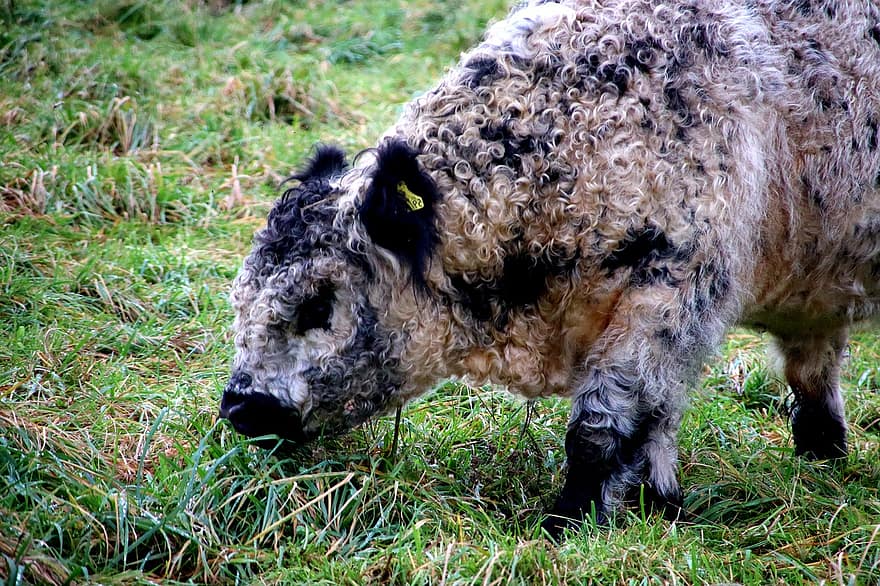 thịt bò, gia súc, galloway, gia súc ở cao nguyên, ăn cỏ, đồng cỏ, thú vật, gia súc cao nguyên Scotland, nông nghiệp, sinh thái học, nông dân hữu cơ
