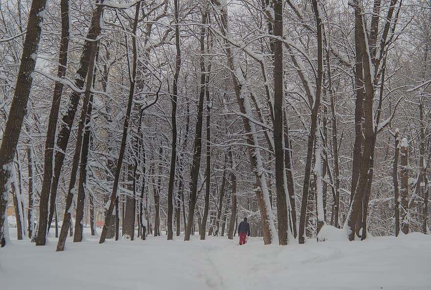 mężczyzna, śnieg, zimowy, szlak, ścieżka, drzewa, zaspa, las, Las, zimno, mróz