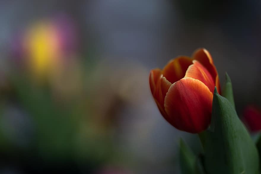 tulipe, fleur, jardin, la nature, printemps, plante, été, jaune, tête de fleur, fermer, couleur verte