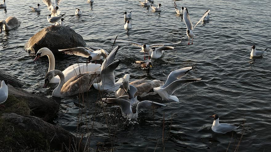 cisnes, patos, lago, guerra, lucha, lucha por el poder, supervivencia, Lucha de alimentación, Escandinavia, Suecia, agua