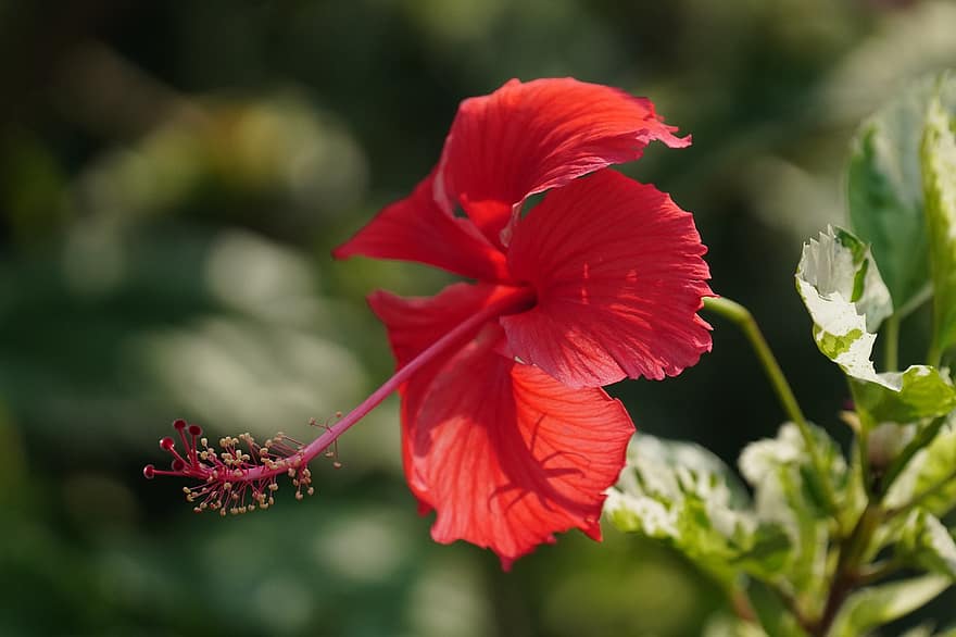 Hibiscus, Flower, Plant, Leaves, Bloom, Red Flower, Nature