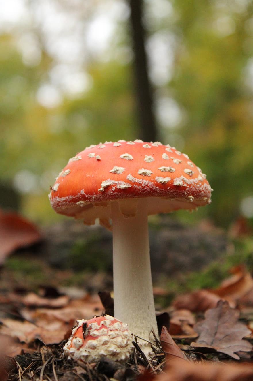 гриб, мухомор, грибок, поганка, муха мухомор, червоний гриб, листя, ліс, природи, падіння, осінь