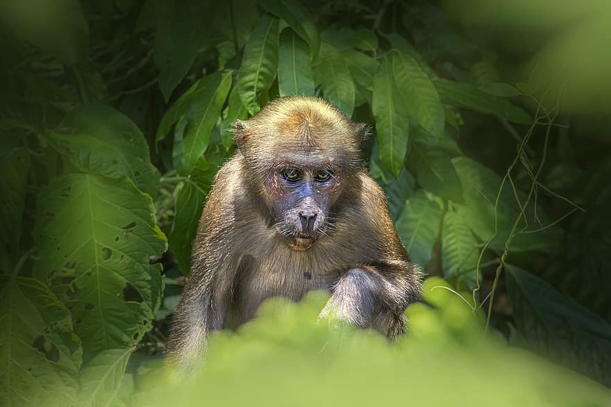 macaque à queue tronquée, Macaque d'ours, pluie de forêt tropicale, primate, macaca arctoides, singe, animal, mammifère, Asie, Thaïlande, animaux à l'état sauvage