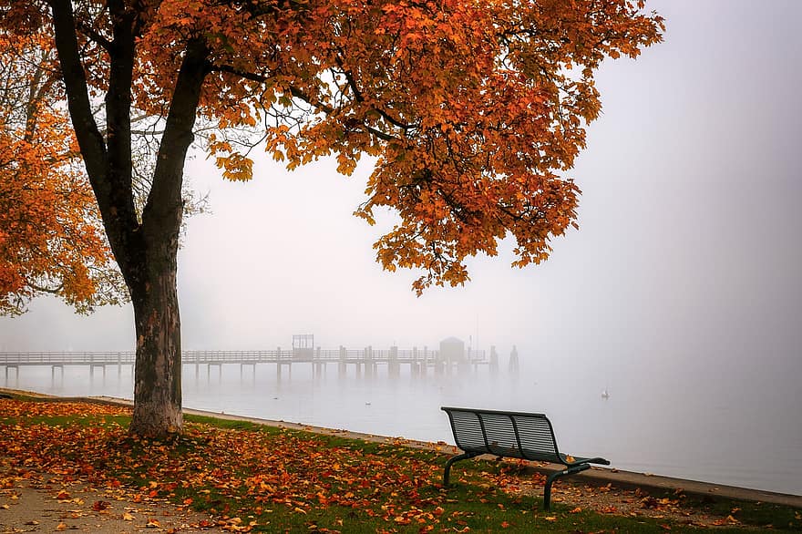 banco, árbol de hoja caduca, lago, niebla, árbol, el maletero, otoño, octubre, colores de otoño, octubre dorado, naturaleza