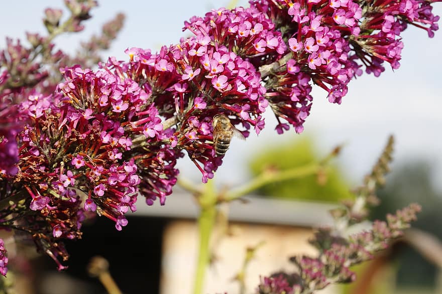 Flowers, Lilac, Bee, Pollination, Insect, Nature, Garden, Plant, Blossom, Bloom, Flora