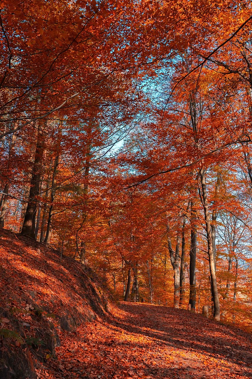ősz, levelek, lombozat, pálya, lehullott levelek, nyom, erdei út, erdei ösvény, természet nyomvonal, természetút, őszi levelek