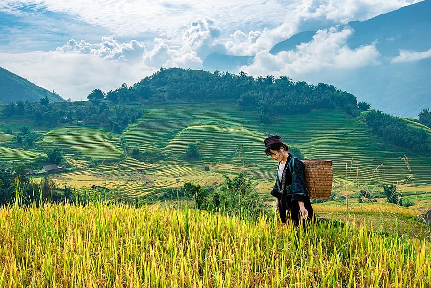 Landscape, Terraces, Rice, Woman, Paddy, Field, Crop, Cropland, Agriculture, Mountain, Foliage