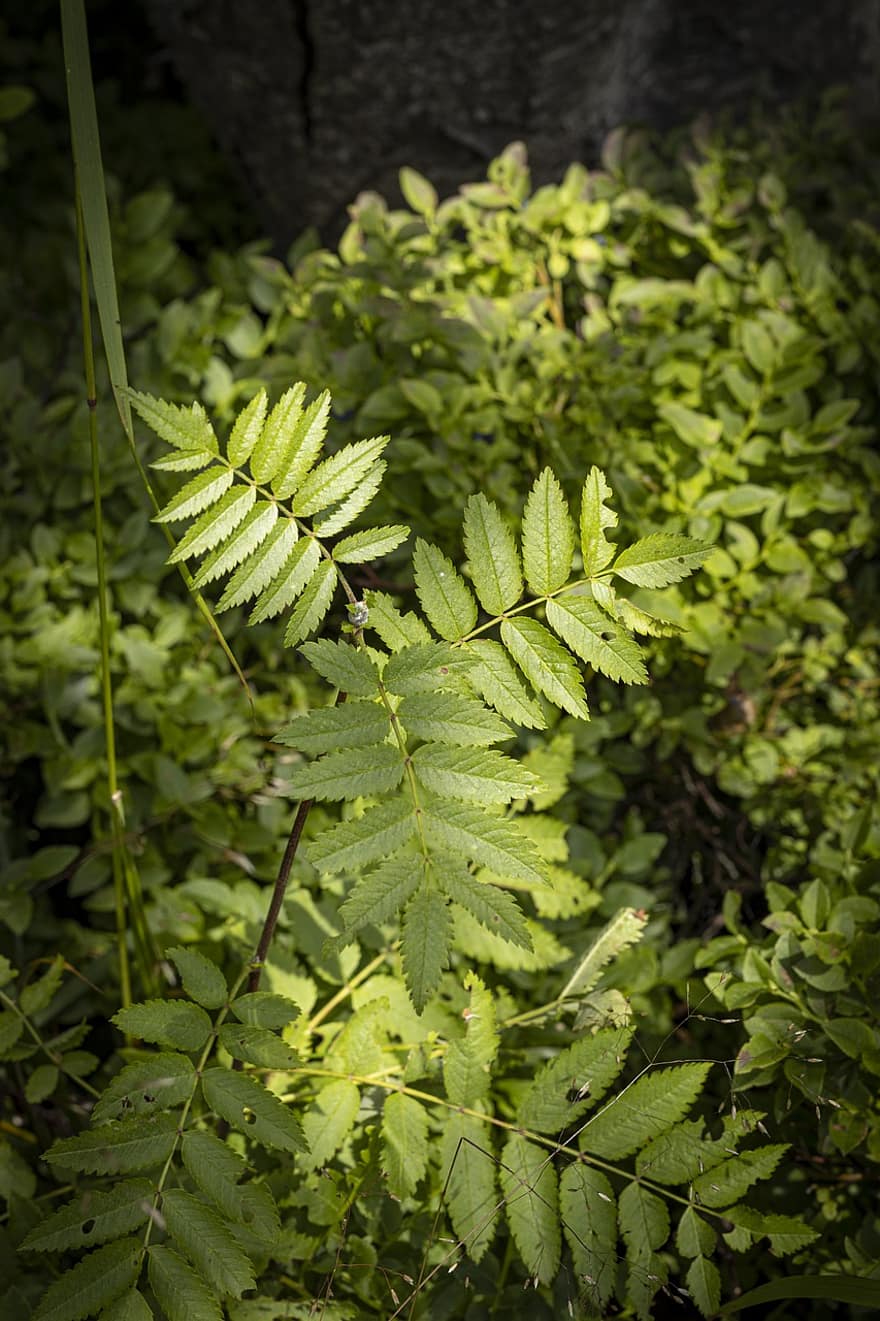 Leaves, Foliage, Plants, Green Leaves, Green Foliage, Forest