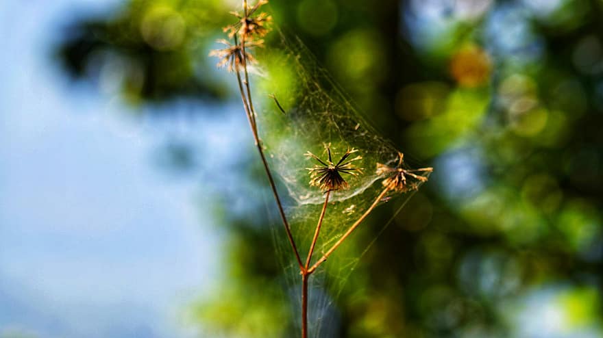 växt, webb, tilltrasslad, spindelnät, torkad växt, vissnade, fälla, natur, miljö, naturfotografering, bokeh