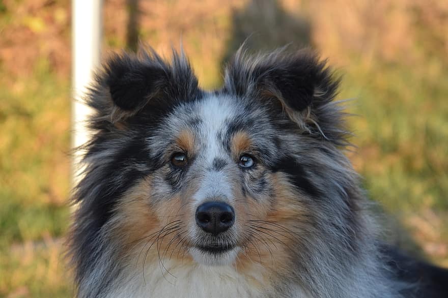 hund, hunde, Sheyland Shepherd, profil, lang næse, kæledyr, shetland sheepdog, renraset hund, husdyr, nuttet, hyrdehund