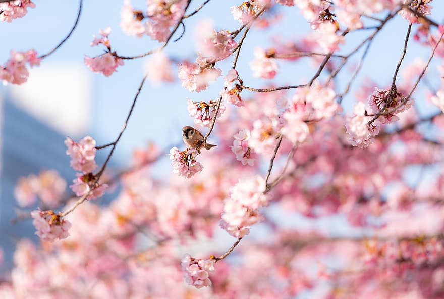 Cherry Blossom, Flowers, Bird, Sparrow, Perched, Branch, Pink Flowers, Sakura, Spring, Bloom, Blossom