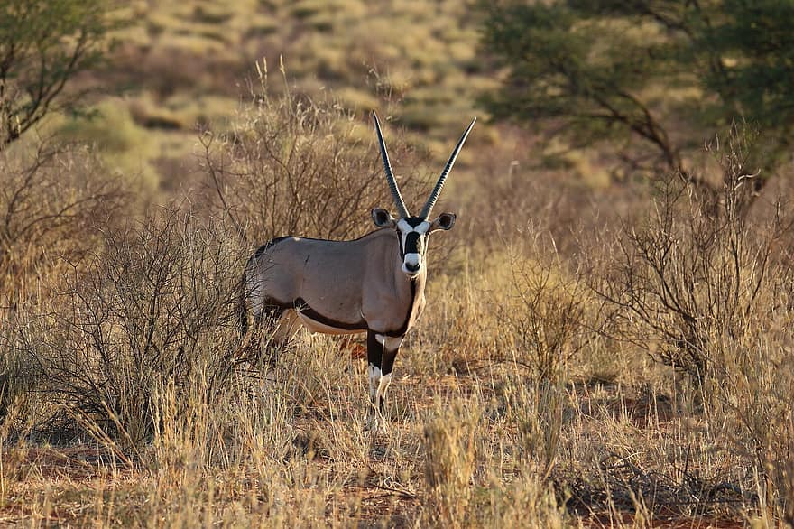 σουβλάκι, oryx, Μυτερό Κέρατο, gemsbok, Αφρική, φύση