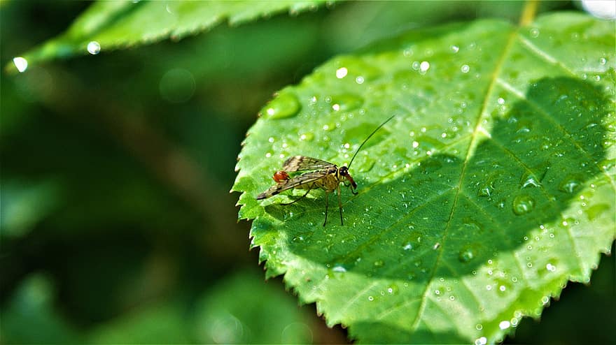 serangga, Daun-daun, alam, hutan, bug, lembar, musim panas, hujan, minum, hijau, terbang