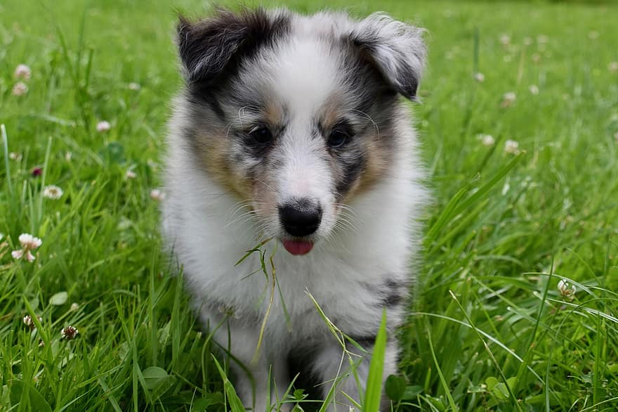 κουτάβι, σκύλος shetland sheepdog, μικρός σκύλος, λειμών, ζώο, σκύλος, shetland sheepdog μπλε merle, ράτσα σκύλου